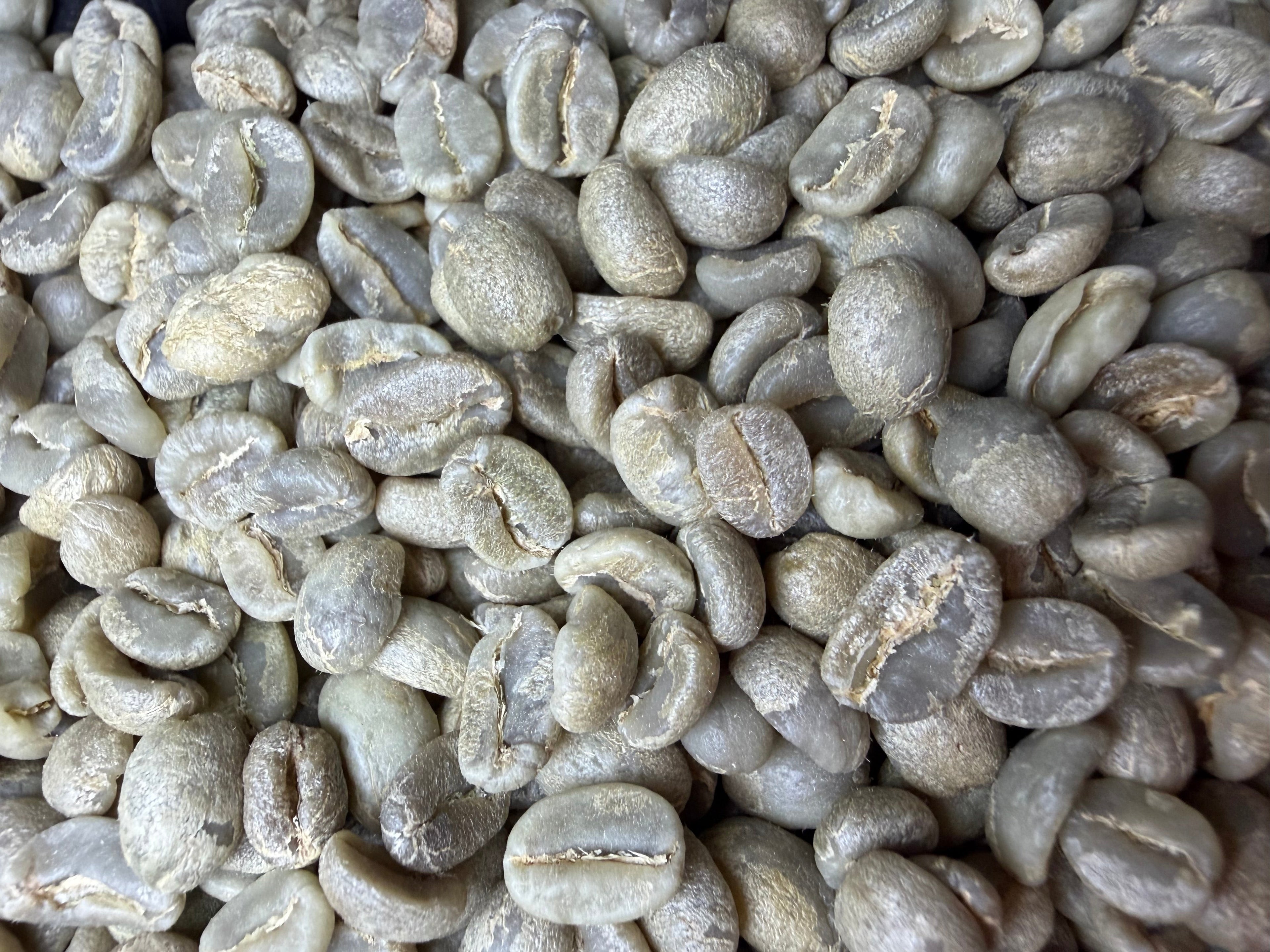 Evergreen Blend